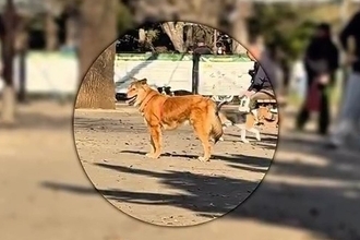 ドッグランで飼い主を見失い、不安な表情を浮かべる元保護犬…見つけた瞬間の『尊い光景』が48万再生「嬉しそうな顔ったら」「しっぽ上がった」