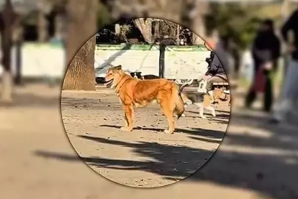 ドッグランで飼い主を見失い、不安な表情を浮かべる元保護犬…見つけた瞬間の『尊い光景』が48万再生「嬉しそうな顔ったら」「しっぽ上がった」