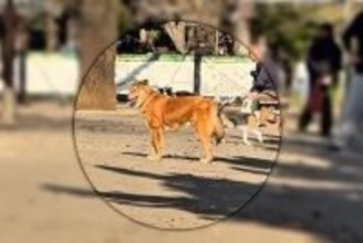 ドッグランで飼い主を見失い、不安な表情を浮かべる元保護犬…見つけた瞬間の『尊い光景』が48万再生「嬉しそうな顔ったら」「しっぽ上がった」