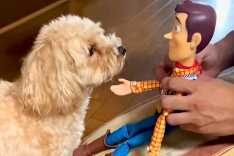 トイストーリーのウッディで、犬に『お手』させてみた結果→『ちっちゃい人間だ』と勘違いして…まさかの光景が18万再生「尊すぎる」「国宝級」