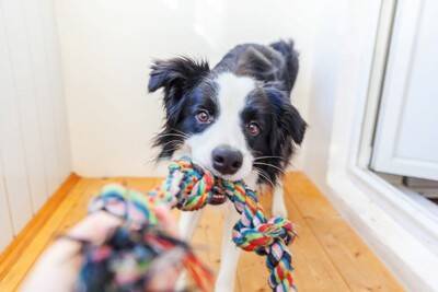 犬にオススメな『手作りおもちゃ』5つ　おうちで簡単に作成できる知育玩具とは？