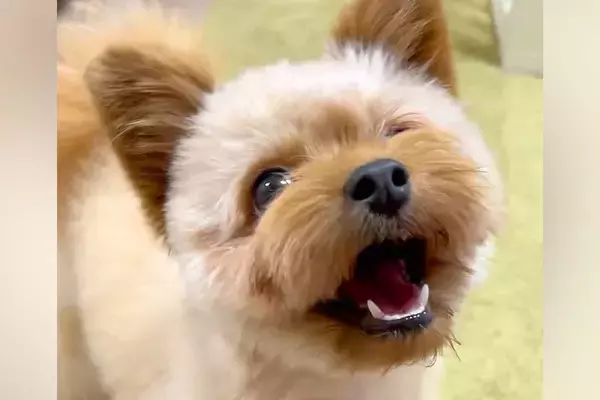 『病院行くよ』と言ったら『美容院』と勘違いし、笑顔になった犬→『違うよ』と伝えたら…まさかの表情に2万いいね「わかりやすｗ」「光が消えた」