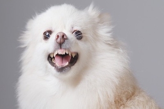 犬が人間を『馬鹿にしている』ときにみせる行動5選　愛犬に下にみられてしまう飼い主のNG行為まで解説