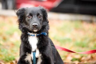犬の『里親』に絶対なってはいけない人7選　迎えるべきではない理由や必要な覚悟まで