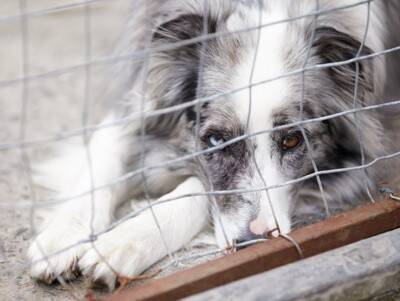 犬の『里親』に絶対なってはいけない人7選　迎えるべきではない理由や必要な覚悟まで