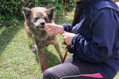 犬の『里親』に絶対なってはいけない人7選　迎えるべきではない理由や必要な覚悟まで