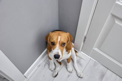 愛犬の『座り方』がいつもと違う？病院に連れて行くべき危険な症状まで解説