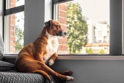 愛犬の『座り方』がいつもと違う？病院に連れて行くべき危険な症状まで解説