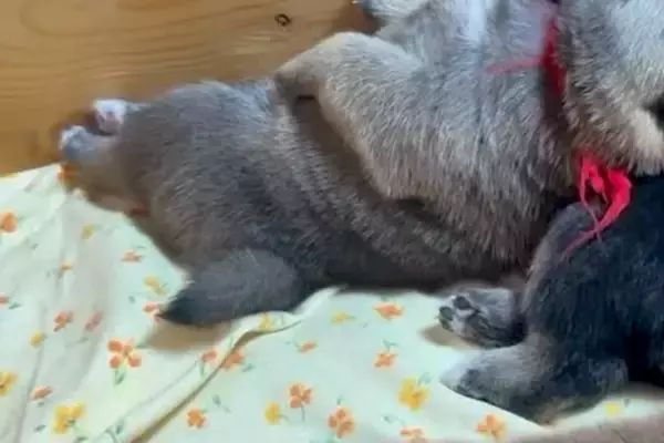 生後20日の赤ちゃん犬が『やけに静かだな』と思い、様子を見てみると…『尊すぎる光景』に思わず悶絶「ぐっすり」「はああ…手足が可愛すぎる」