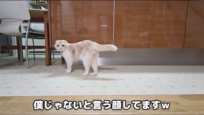 猫のおならが『犬の顔面に直撃した』結果…まさかの展開が面白すぎると爆笑の嵐「芸人並みの反応で草」「なんかすごい音したｗ」と5万再生