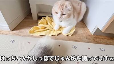 猫のおならが『犬の顔面に直撃した』結果…まさかの展開が面白すぎると爆笑の嵐「芸人並みの反応で草」「なんかすごい音したｗ」と5万再生