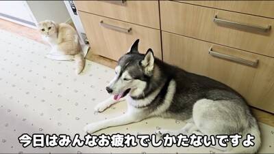 猫のおならが『犬の顔面に直撃した』結果…まさかの展開が面白すぎると爆笑の嵐「芸人並みの反応で草」「なんかすごい音したｗ」と5万再生