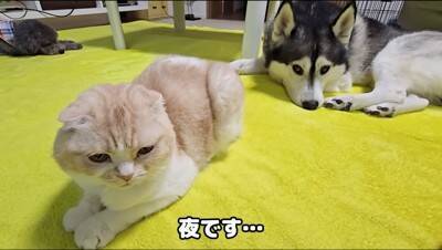 猫のおならが『犬の顔面に直撃した』結果…まさかの展開が面白すぎると爆笑の嵐「芸人並みの反応で草」「なんかすごい音したｗ」と5万再生