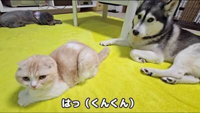 猫のおならが『犬の顔面に直撃した』結果…まさかの展開が面白すぎると爆笑の嵐「芸人並みの反応で草」「なんかすごい音したｗ」と5万再生