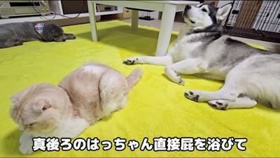 猫のおならが『犬の顔面に直撃した』結果…まさかの展開が面白すぎると爆笑の嵐「芸人並みの反応で草」「なんかすごい音したｗ」と5万再生