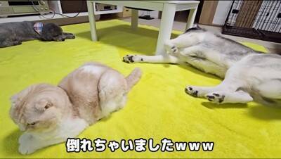 猫のおならが『犬の顔面に直撃した』結果…まさかの展開が面白すぎると爆笑の嵐「芸人並みの反応で草」「なんかすごい音したｗ」と5万再生