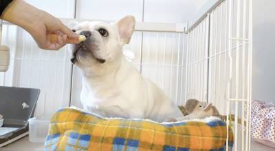 朝のお買い物の前に『犬のケージ閉め忘れドッキリ』をしてみた結果…想定外な『まさかの光景』が泣けると11万再生「健気すぎ」「涙出た」と感動