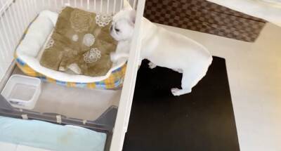朝のお買い物の前に『犬のケージ閉め忘れドッキリ』をしてみた結果…想定外な『まさかの光景』が泣けると11万再生「健気すぎ」「涙出た」と感動