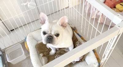 朝のお買い物の前に『犬のケージ閉め忘れドッキリ』をしてみた結果…想定外な『まさかの光景』が泣けると11万再生「健気すぎ」「涙出た」と感動
