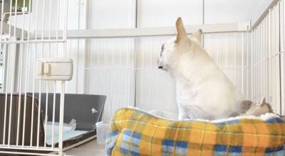 朝のお買い物の前に『犬のケージ閉め忘れドッキリ』をしてみた結果…想定外な『まさかの光景』が泣けると11万再生「健気すぎ」「涙出た」と感動