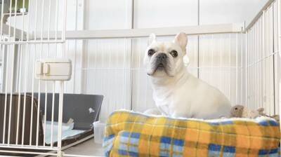 朝のお買い物の前に『犬のケージ閉め忘れドッキリ』をしてみた結果…想定外な『まさかの光景』が泣けると11万再生「健気すぎ」「涙出た」と感動