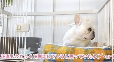 朝のお買い物の前に『犬のケージ閉め忘れドッキリ』をしてみた結果…想定外な『まさかの光景』が泣けると11万再生「健気すぎ」「涙出た」と感動