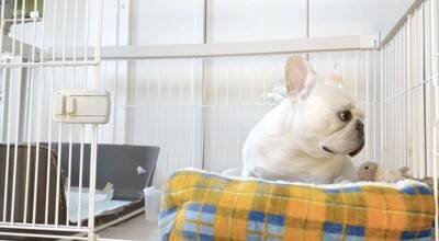朝のお買い物の前に『犬のケージ閉め忘れドッキリ』をしてみた結果…想定外な『まさかの光景』が泣けると11万再生「健気すぎ」「涙出た」と感動