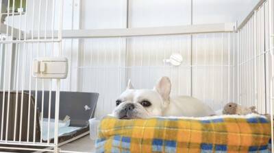 朝のお買い物の前に『犬のケージ閉め忘れドッキリ』をしてみた結果…想定外な『まさかの光景』が泣けると11万再生「健気すぎ」「涙出た」と感動