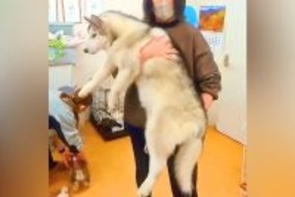 18キロまで成長した『売れ残りの大型犬』を飼った結果…「なんか泣けた」「心から感謝」素敵な家族に迎え入れられた1匹のワンコがSNSで話題