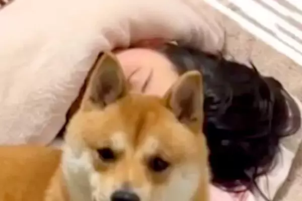 熱を出してしまった娘→様子を見に部屋まで行くと、犬がいて…まるで保護者のように『見守る光景』が19万再生「最高のボディガード」と称賛