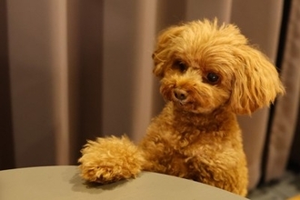 犬の『利き手』を調べる方法3つ　利き手を知っておくことでどんなメリットがあるの？