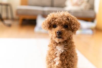 犬が『飼い主の喧嘩を仲裁する』心理3つ　愛犬は人間が揉めているのが分かるの？