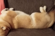 ソファでのんびり寝転がる犬→ふと様子を見てみたら、首が…絶対にくつろげていない『衝撃の姿勢』に反響