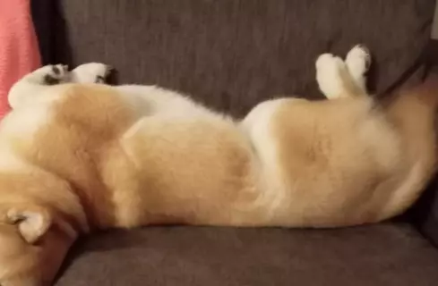 ソファでのんびり寝転がる犬→ふと様子を見てみたら、首が…絶対にくつろげていない『衝撃の姿勢』に反響