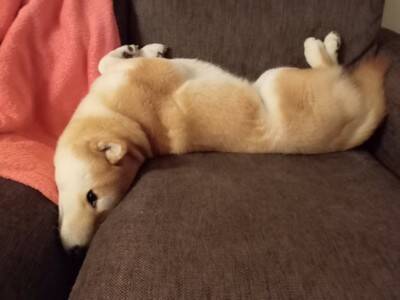 ソファでのんびり寝転がる犬→ふと様子を見てみたら、首が…絶対にくつろげていない『衝撃の姿勢』に反響