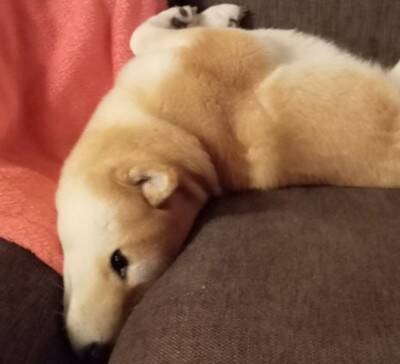 ソファでのんびり寝転がる犬→ふと様子を見てみたら、首が…絶対にくつろげていない『衝撃の姿勢』に反響