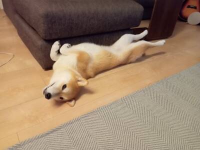 ソファでのんびり寝転がる犬→ふと様子を見てみたら、首が…絶対にくつろげていない『衝撃の姿勢』に反響
