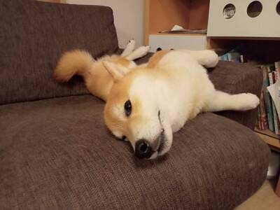 ソファでのんびり寝転がる犬→ふと様子を見てみたら、首が…絶対にくつろげていない『衝撃の姿勢』に反響