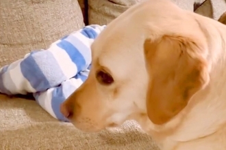 いつも男の子を寝かしつけている大型犬→ある日、男の子が先に寝てしまったら…家族愛溢れる『尊い行動』が37万再生「焦ってる顔ｗ」「強引ｗ」