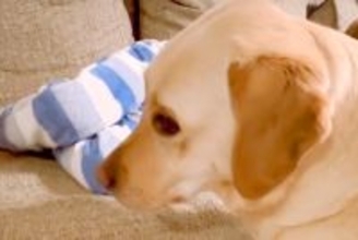 いつも男の子を寝かしつけている大型犬→ある日、男の子が先に寝てしまったら…家族愛溢れる『尊い行動』が37万再生「焦ってる顔ｗ」「強引ｗ」