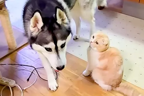 大型犬が『構ってモードの猫を無視した』結果→次の瞬間…ブチギレた『連続猫パンチ』が1079万再生「犬優しすぎる」「爪たてないの偉いｗ」