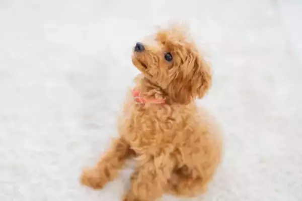 犬への『正しい叱り方』とは？飼い主がやってはいけないタブー行為やしつけのポイントまで