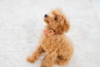 犬への『正しい叱り方』とは？飼い主がやってはいけないタブー行為やしつけのポイントまで