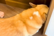 朝、『お兄ちゃんを起こして』と犬にお願いした結果→なかなか起きずに…ほっこりする展開に「こんな起こし方されたい」「怒ってるみたいｗ」の声