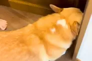 朝、『お兄ちゃんを起こして』と犬にお願いした結果→なかなか起きずに…ほっこりする展開に「こんな起こし方されたい」「怒ってるみたいｗ」の声