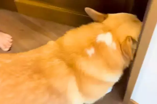 朝、『お兄ちゃんを起こして』と犬にお願いした結果→なかなか起きずに…ほっこりする展開に「こんな起こし方されたい」「怒ってるみたいｗ」の声