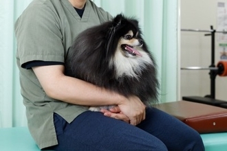 犬が『座っている飼い主の上に乗る』心理5選　可愛いけれど放っておいて大丈夫？注意点まで解説