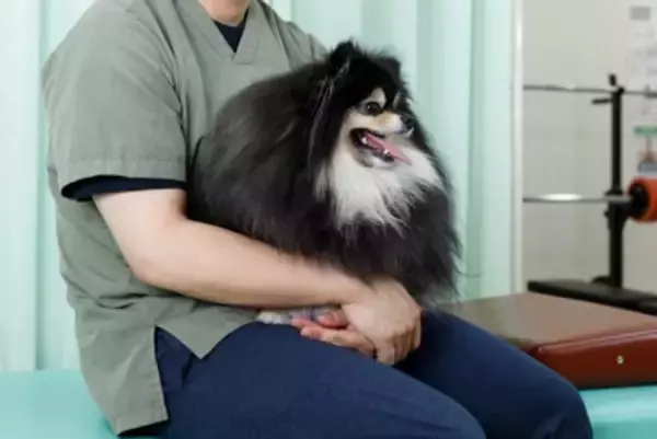 犬が『座っている飼い主の上に乗る』心理5選　可愛いけれど放っておいて大丈夫？注意点まで解説