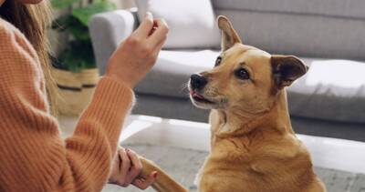 犬に伝わらない『愛情表現』5選　飼い主が良かれと思ってやりがちな意味のない行動とは？