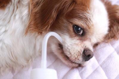 『犬に関わる仕事』年収はどのくらいなの？資格は必要？主な職種や事前に知っておきたいことまで